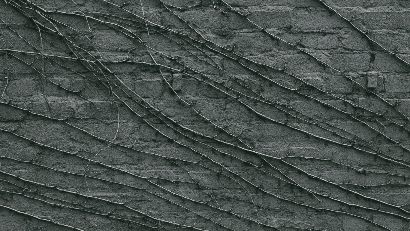 Plante à Feuilles Vertes et Noires. Wallpaper in 1366x768 Resolution