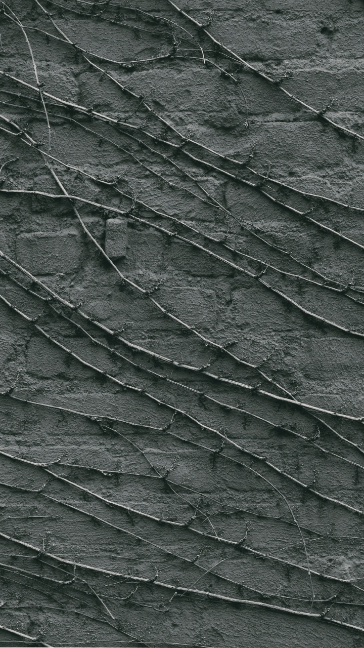 Plante à Feuilles Vertes et Noires. Wallpaper in 720x1280 Resolution