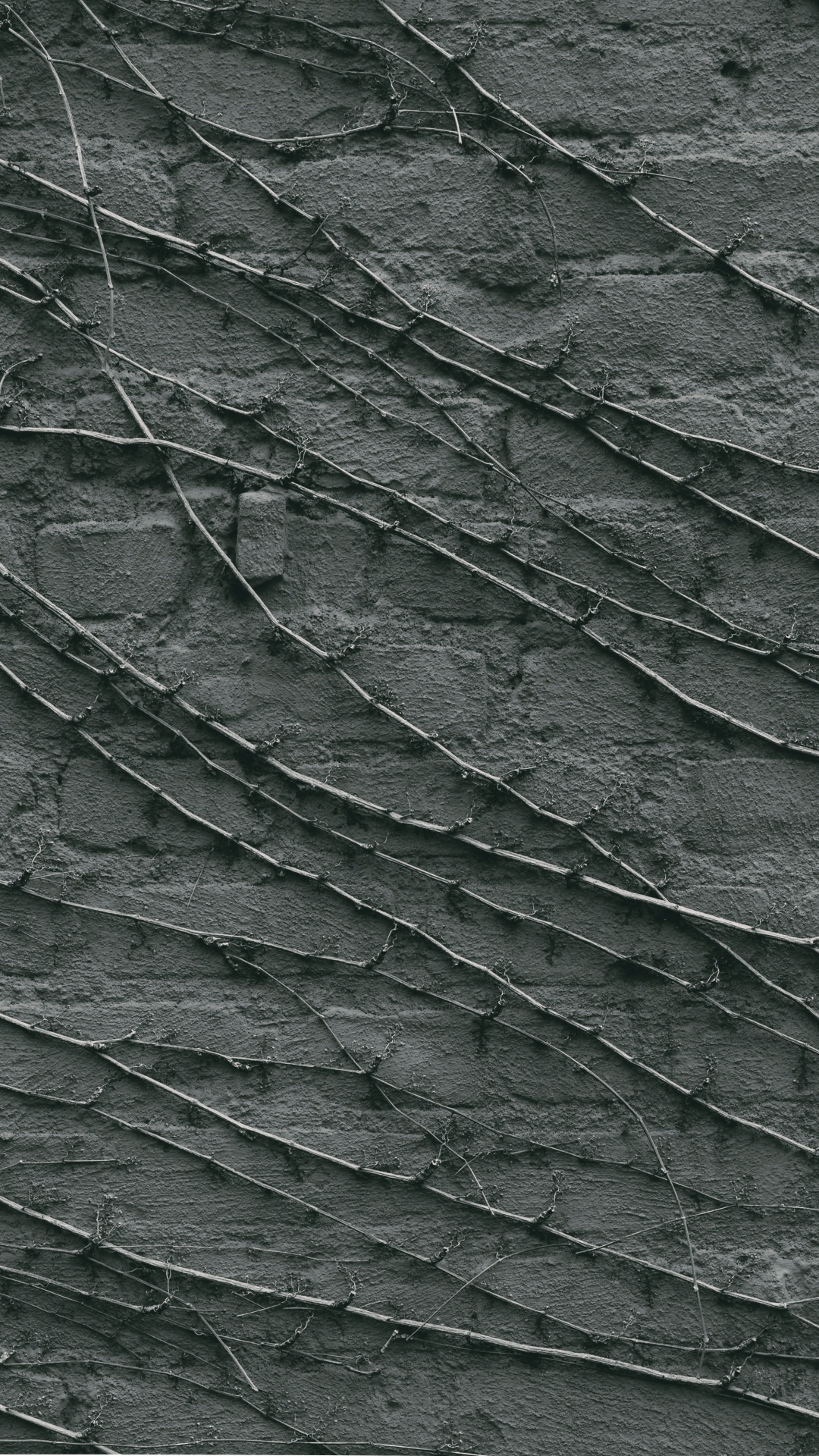 Green and Black Leaf Plant. Wallpaper in 1080x1920 Resolution