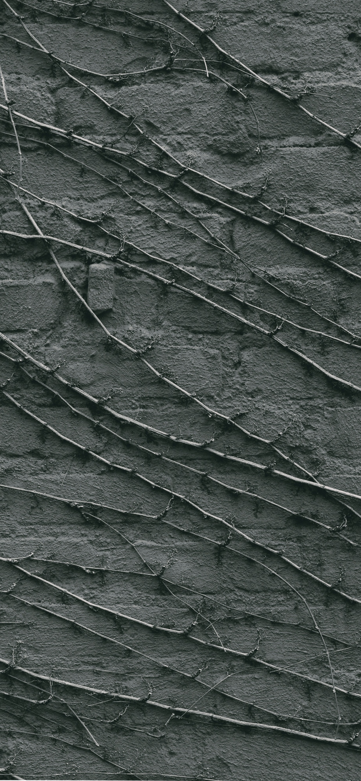 Green and Black Leaf Plant. Wallpaper in 1242x2688 Resolution