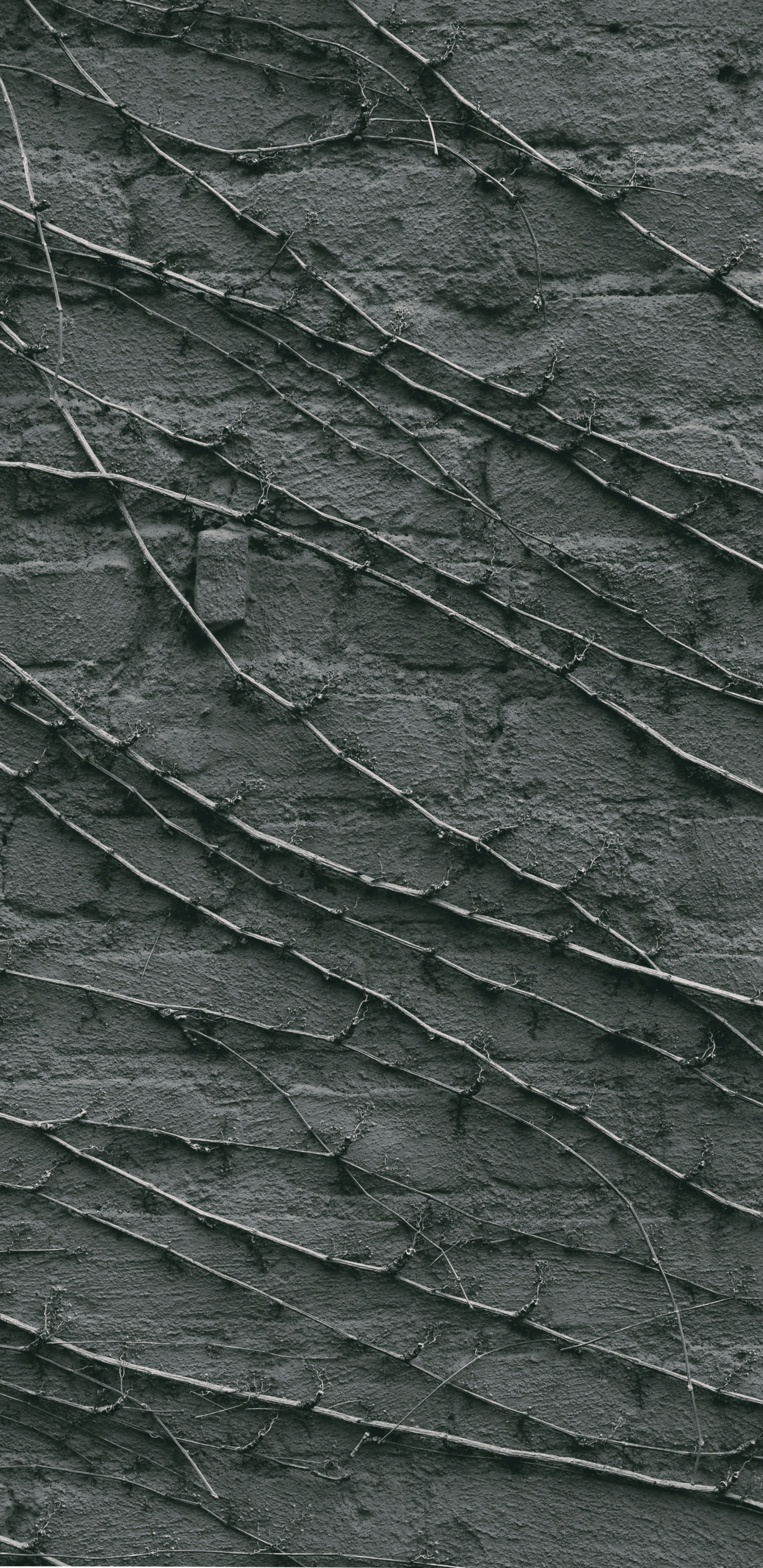 Green and Black Leaf Plant. Wallpaper in 1440x2960 Resolution