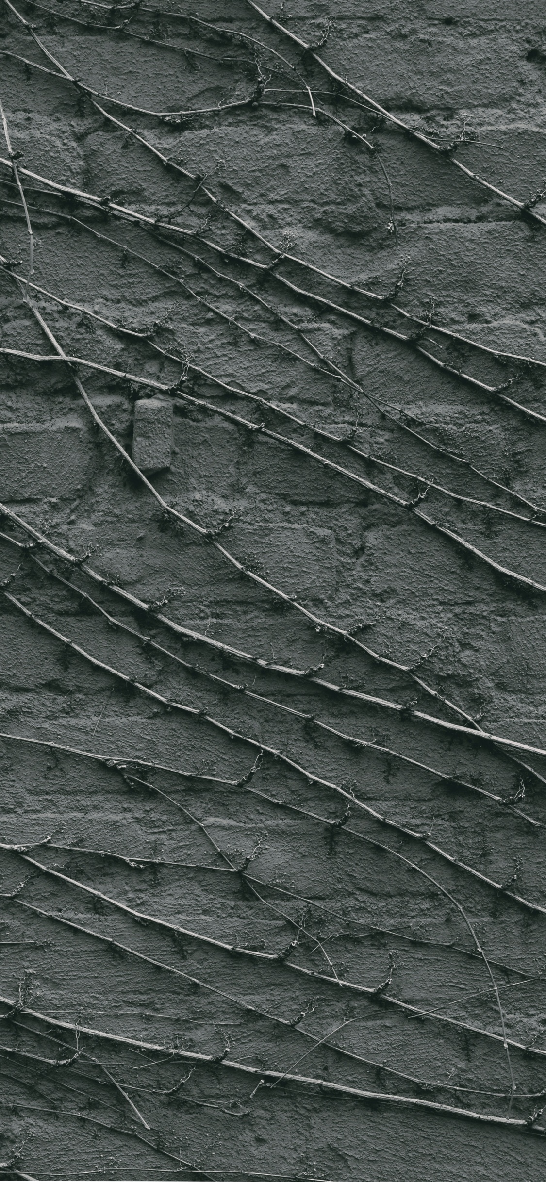 Planta de Hoja Verde y Negra. Wallpaper in 1125x2436 Resolution