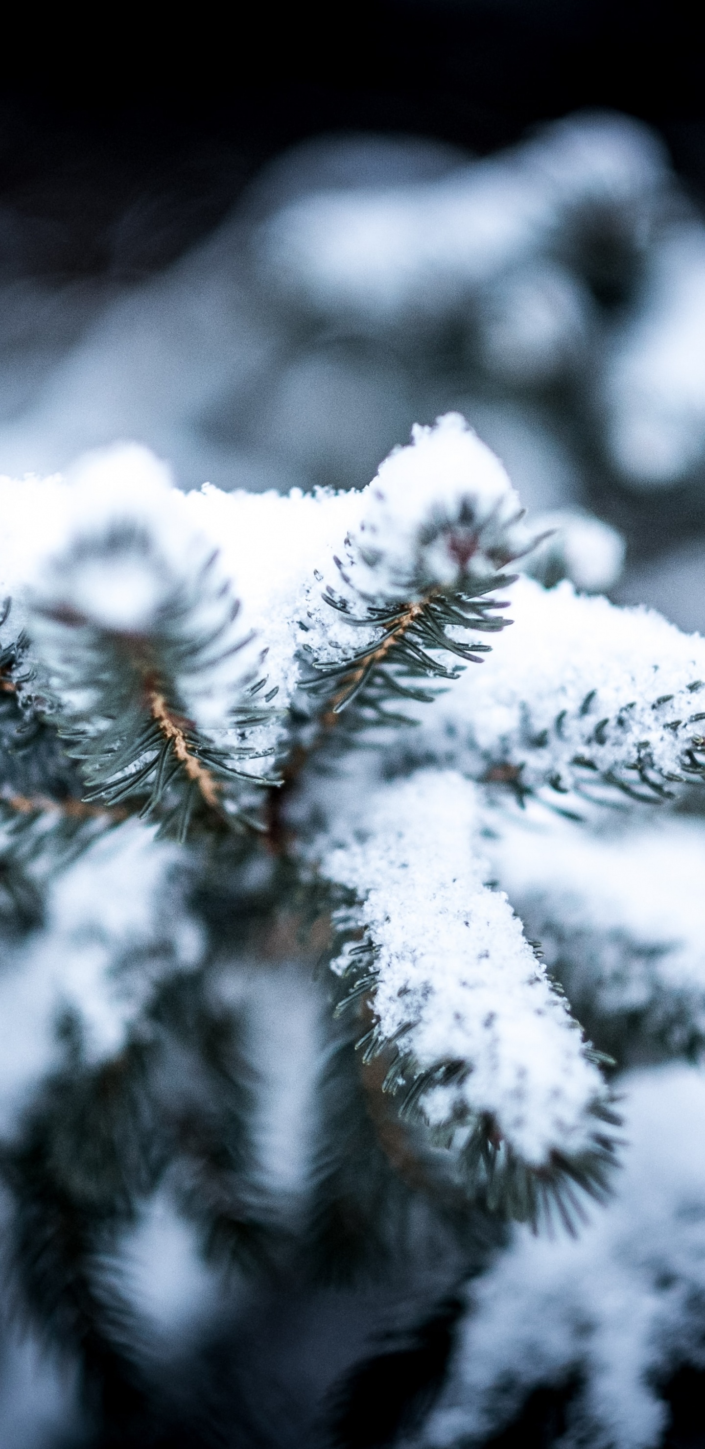 Hiver, Meilleur Parfumé Dans la Neige, Neige, Bonne, Tempête de Neige. Wallpaper in 1440x2960 Resolution