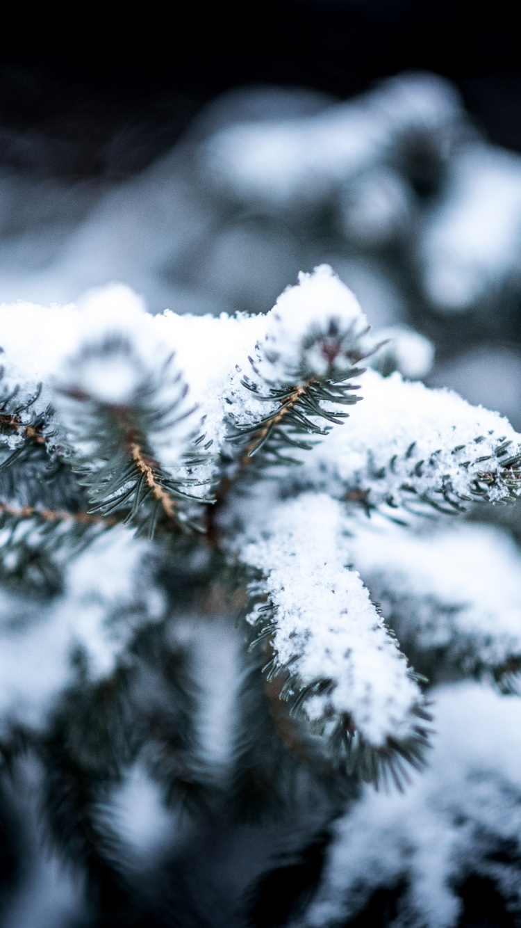 Hiver, Meilleur Parfumé Dans la Neige, Neige, Bonne, Tempête de Neige. Wallpaper in 750x1334 Resolution