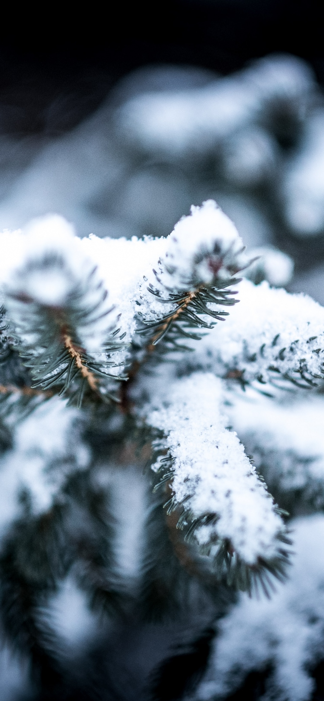 Invierno, Scentsy Mejor en la Nieve, Nieve, Buena, el Resplandor de la Navidad. Wallpaper in 1242x2688 Resolution