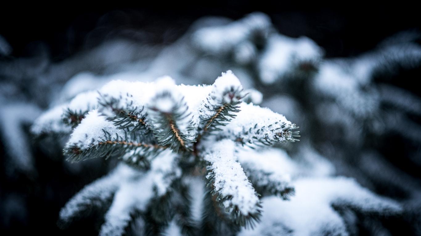 Invierno, Scentsy Mejor en la Nieve, Nieve, Buena, el Resplandor de la Navidad. Wallpaper in 1366x768 Resolution