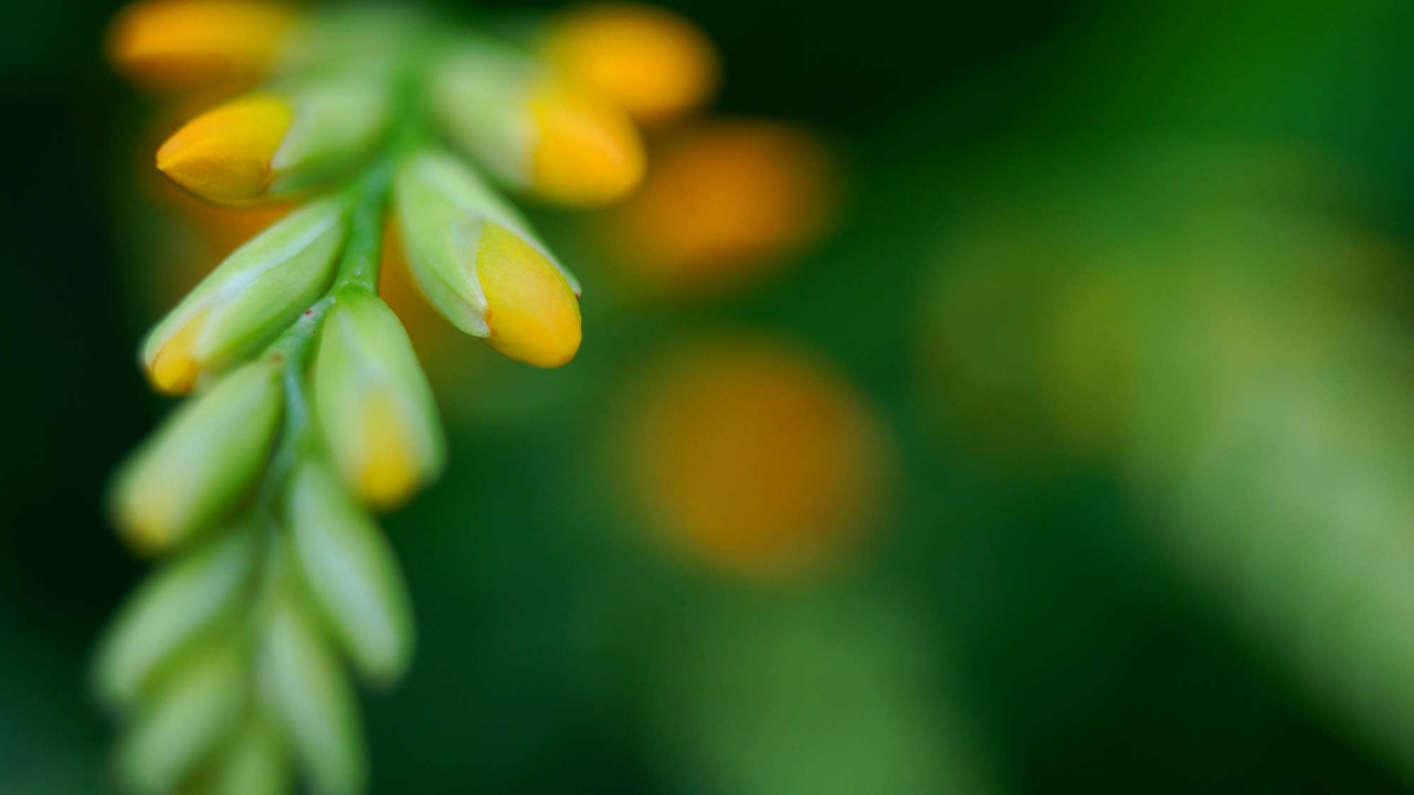 Yellow and White Flower Bud in Tilt Shift Lens. Wallpaper in 1280x720 Resolution