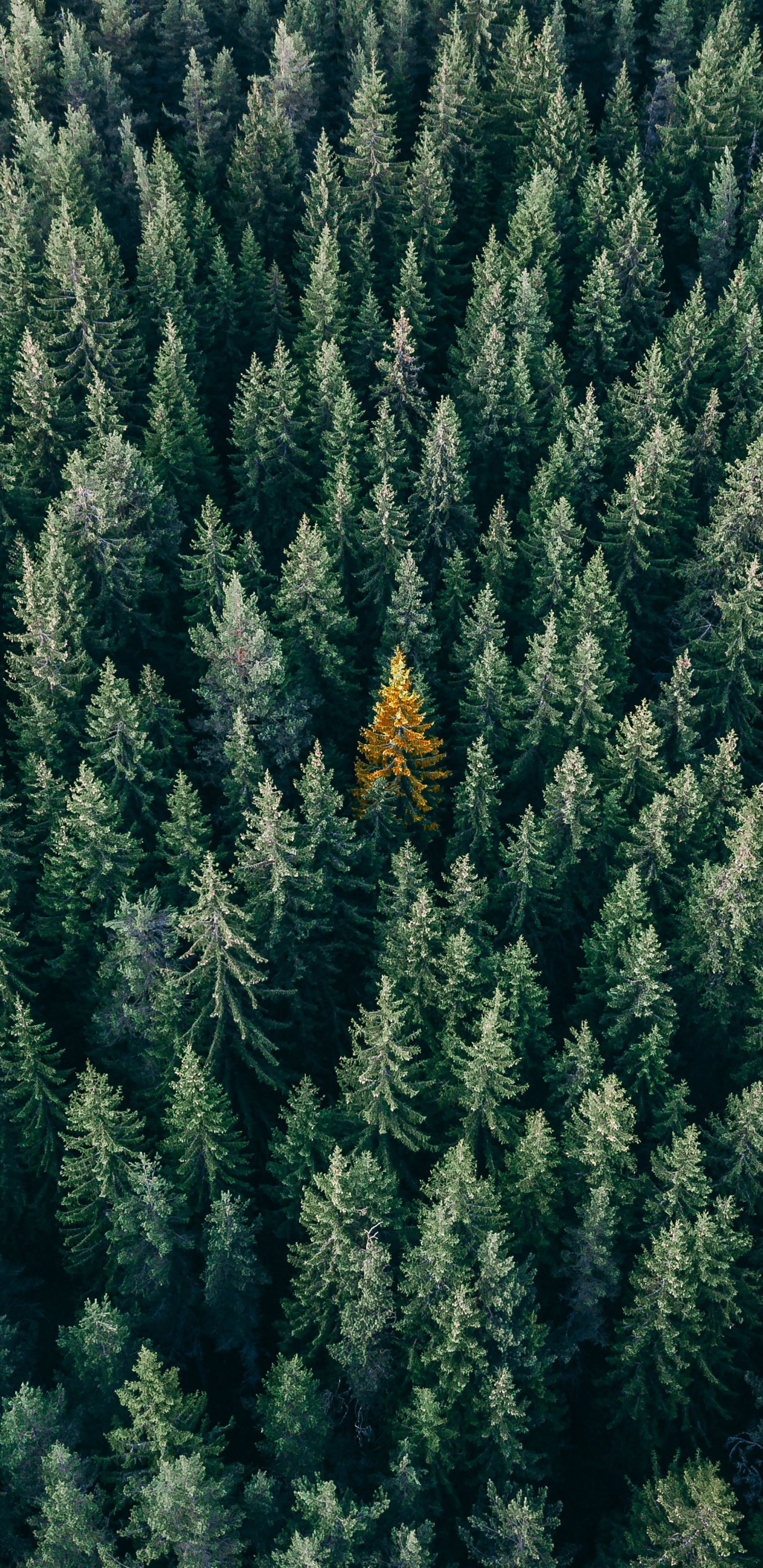 la Vegetación, Colombiano de Abeto, El Abeto Balsámico, Amarillo Fir, Canadiense Fir. Wallpaper in 1440x2960 Resolution