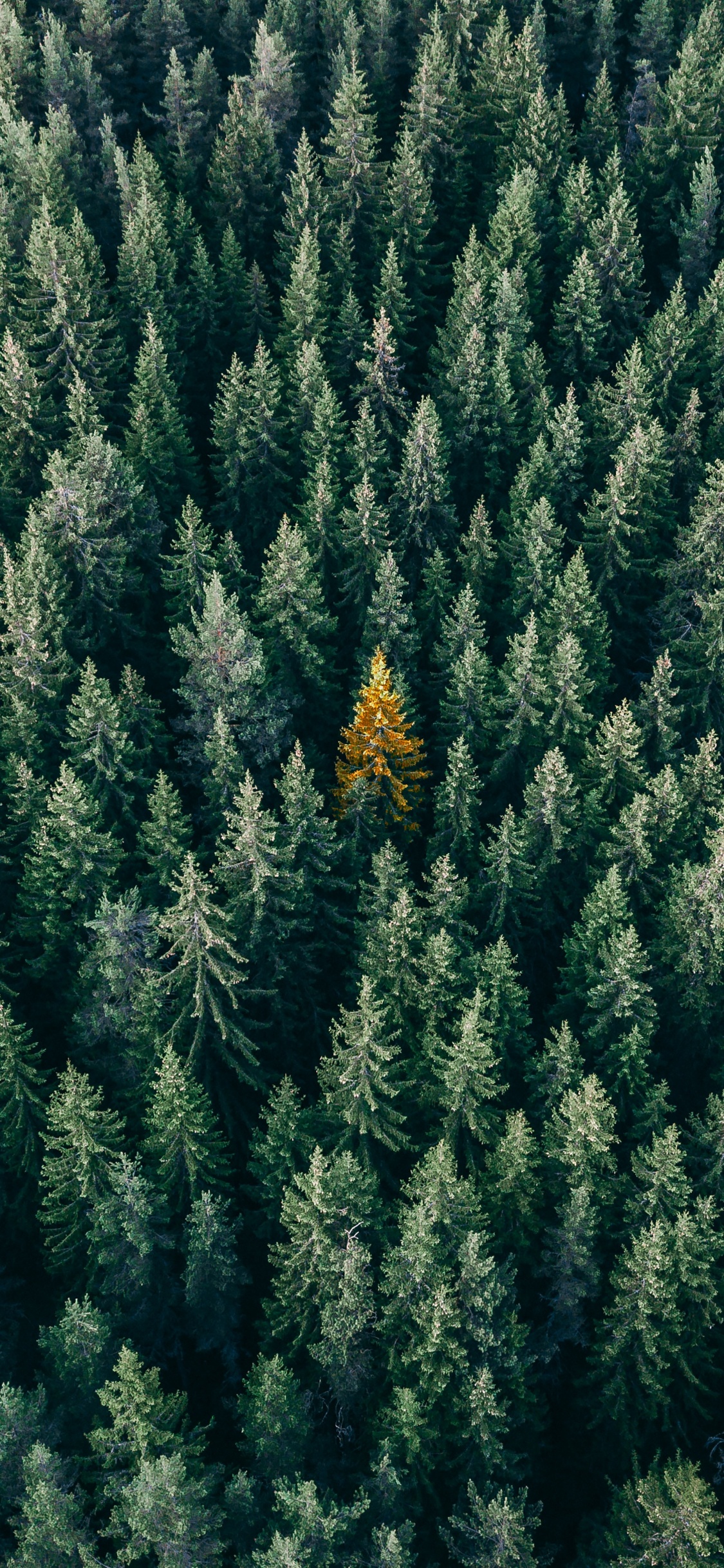 Végétation, Colombien de L'épinette, Le Sapin Baumier, Jaune Sapin, Canadienne Sapin. Wallpaper in 1125x2436 Resolution