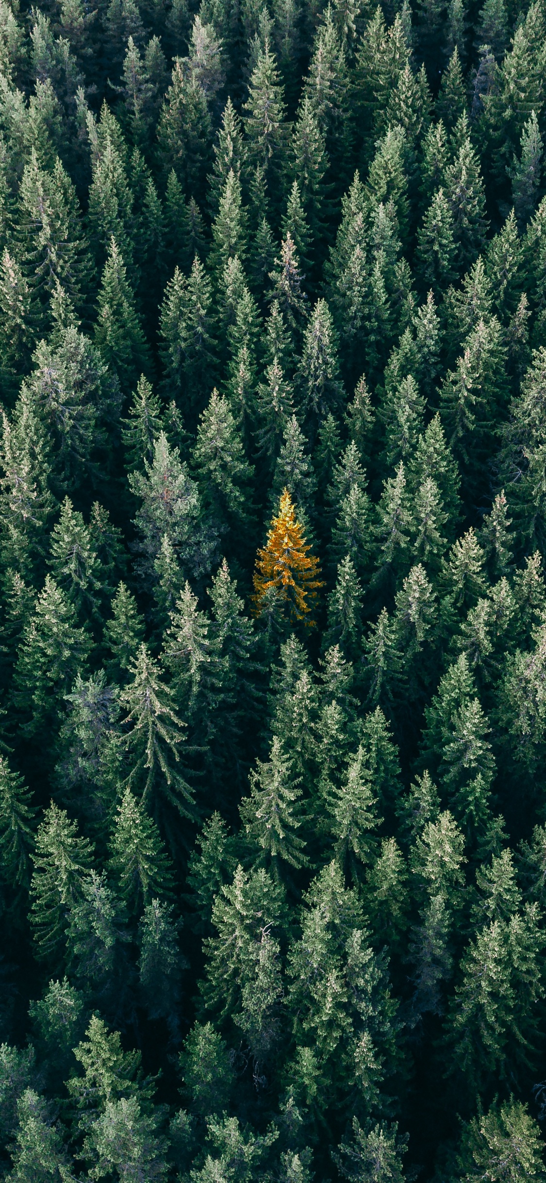 Vegetation, Columbian Spruce, Balsam Fir, Yellow Fir, Tree. Wallpaper in 1125x2436 Resolution