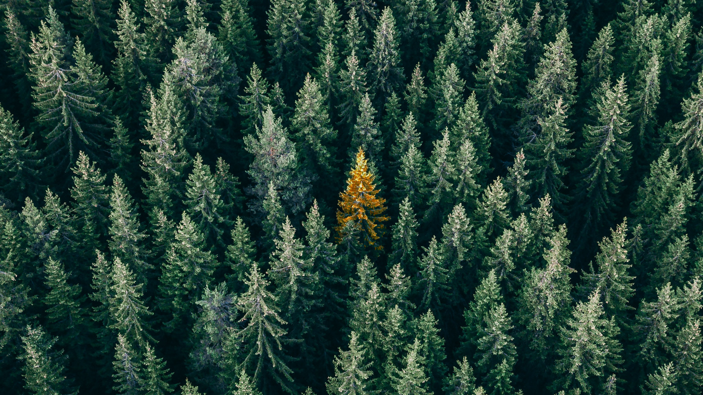 Vegetation, Columbian Spruce, Balsam Fir, Yellow Fir, Tree. Wallpaper in 1366x768 Resolution