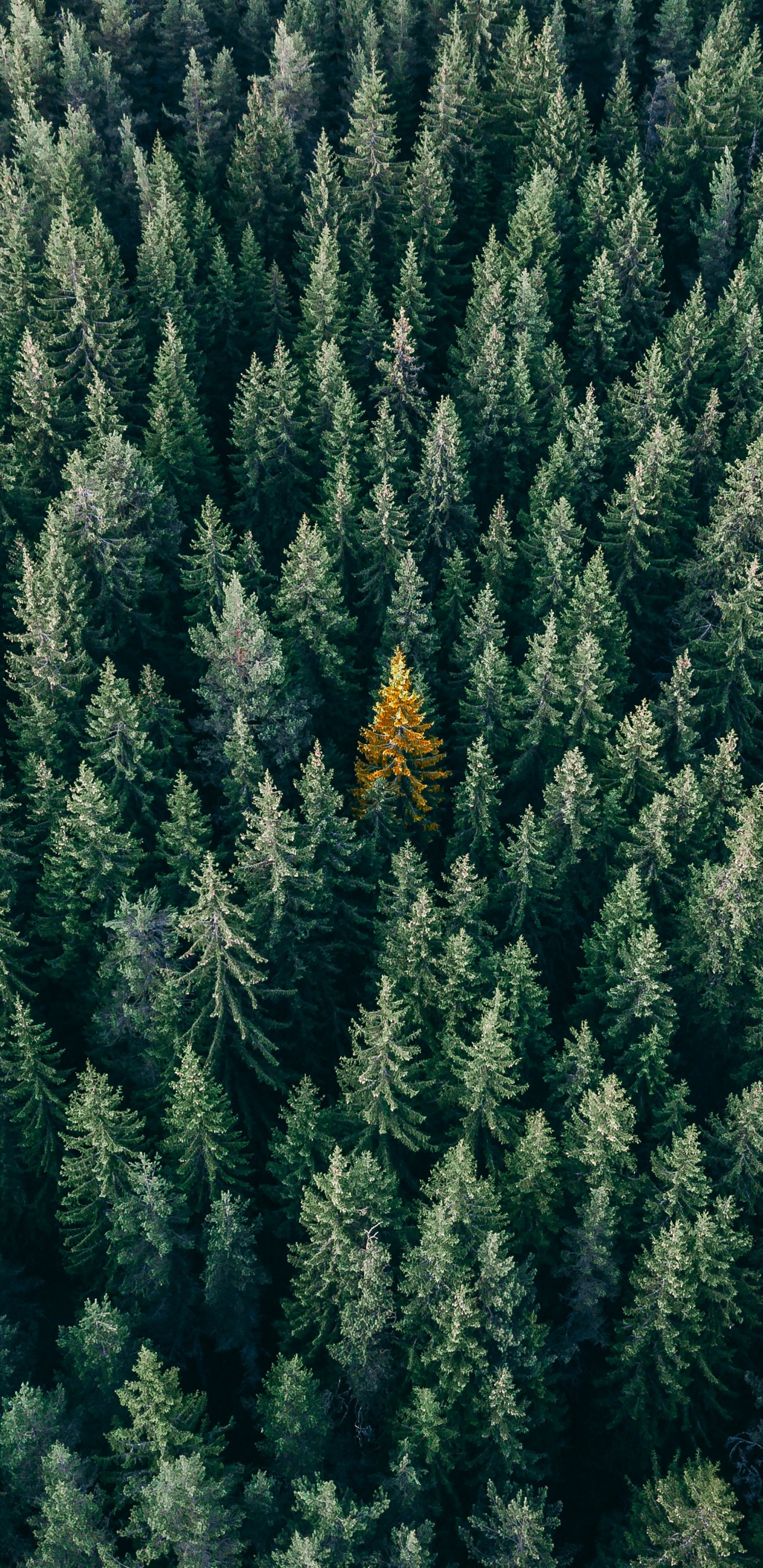 Vegetation, Columbian Spruce, Balsam Fir, Yellow Fir, Tree. Wallpaper in 1440x2960 Resolution