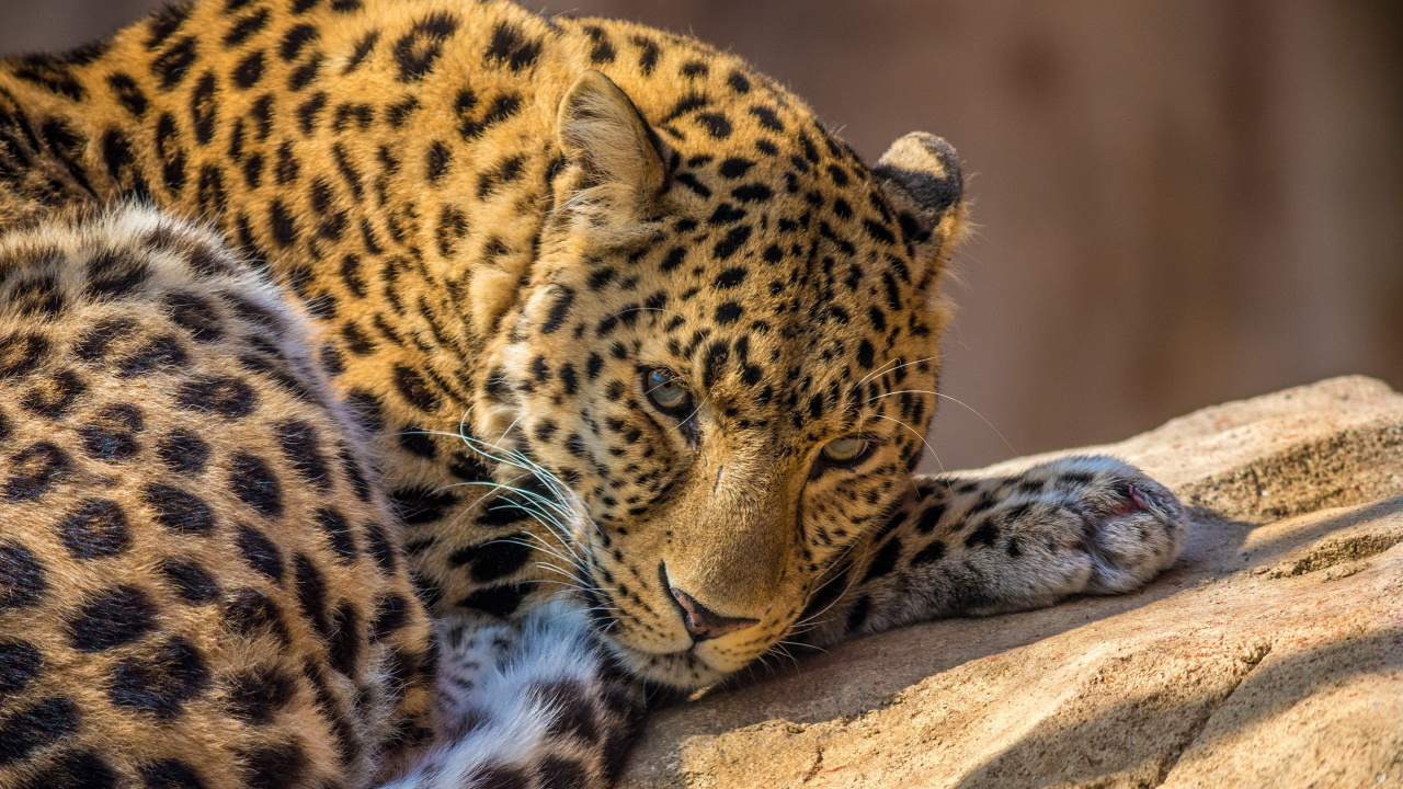 Leopard Lying on Brown Rock During Daytime. Wallpaper in 1280x720 Resolution