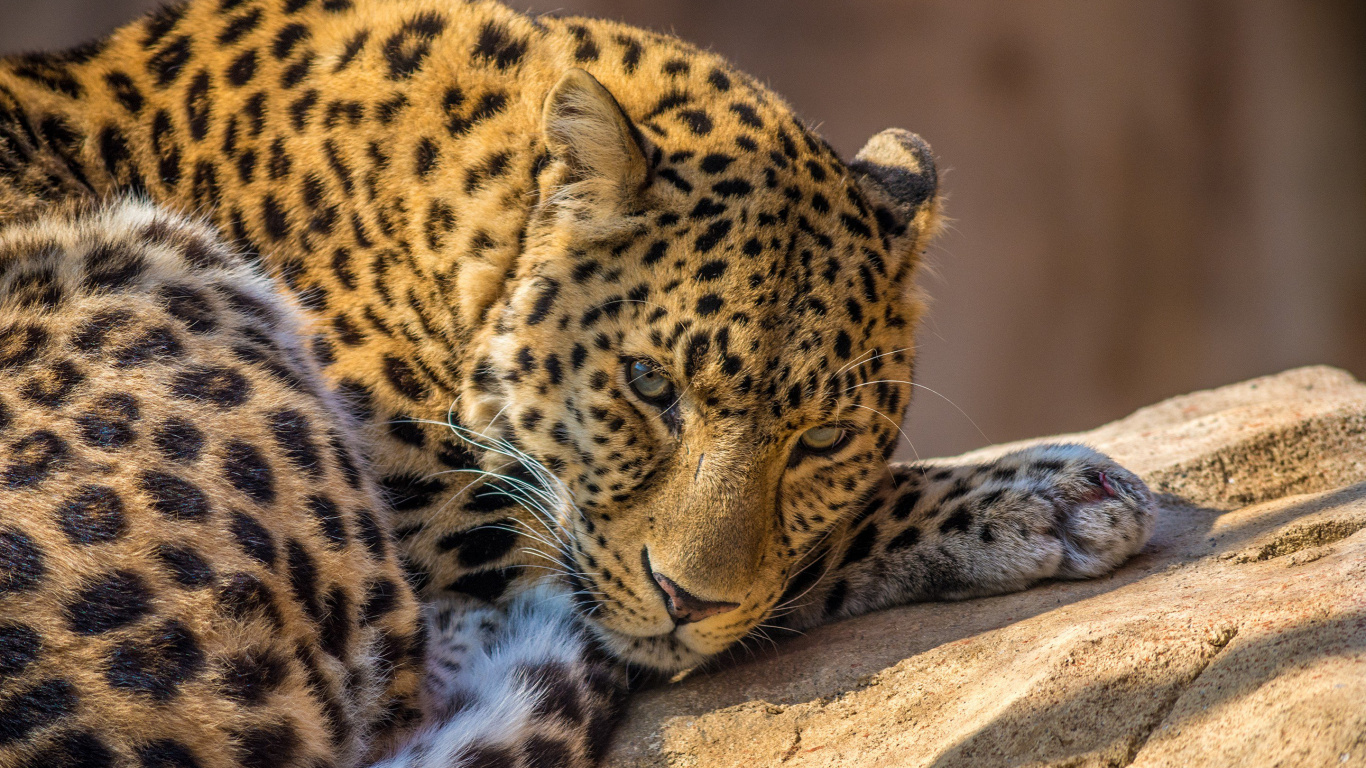 Leopard Lying on Brown Rock During Daytime. Wallpaper in 1366x768 Resolution