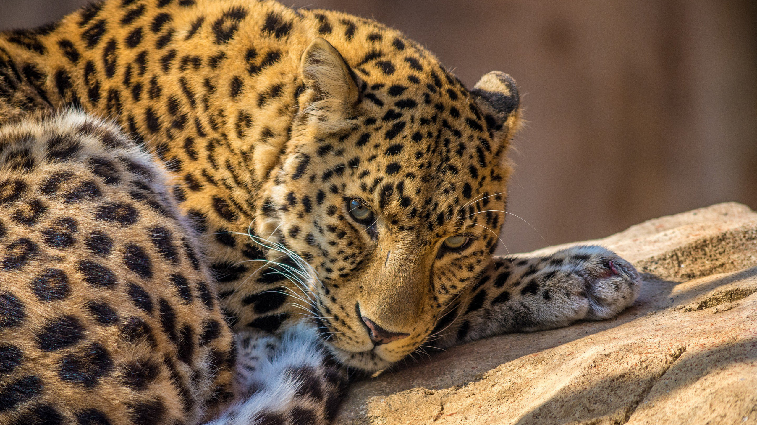 Leopard Lying on Brown Rock During Daytime. Wallpaper in 2560x1440 Resolution