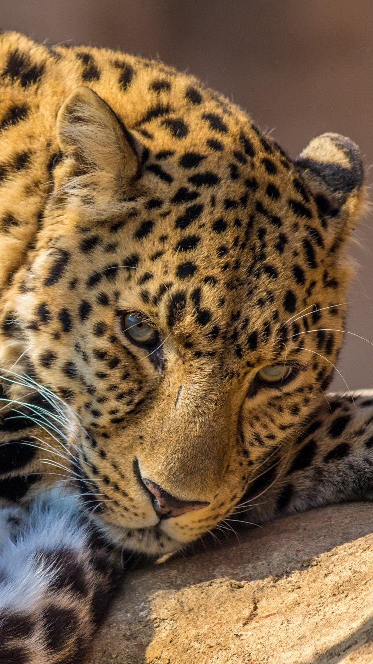 Leopardo Acostado Sobre Una Roca Marrón Durante el Día. Wallpaper in 750x1334 Resolution