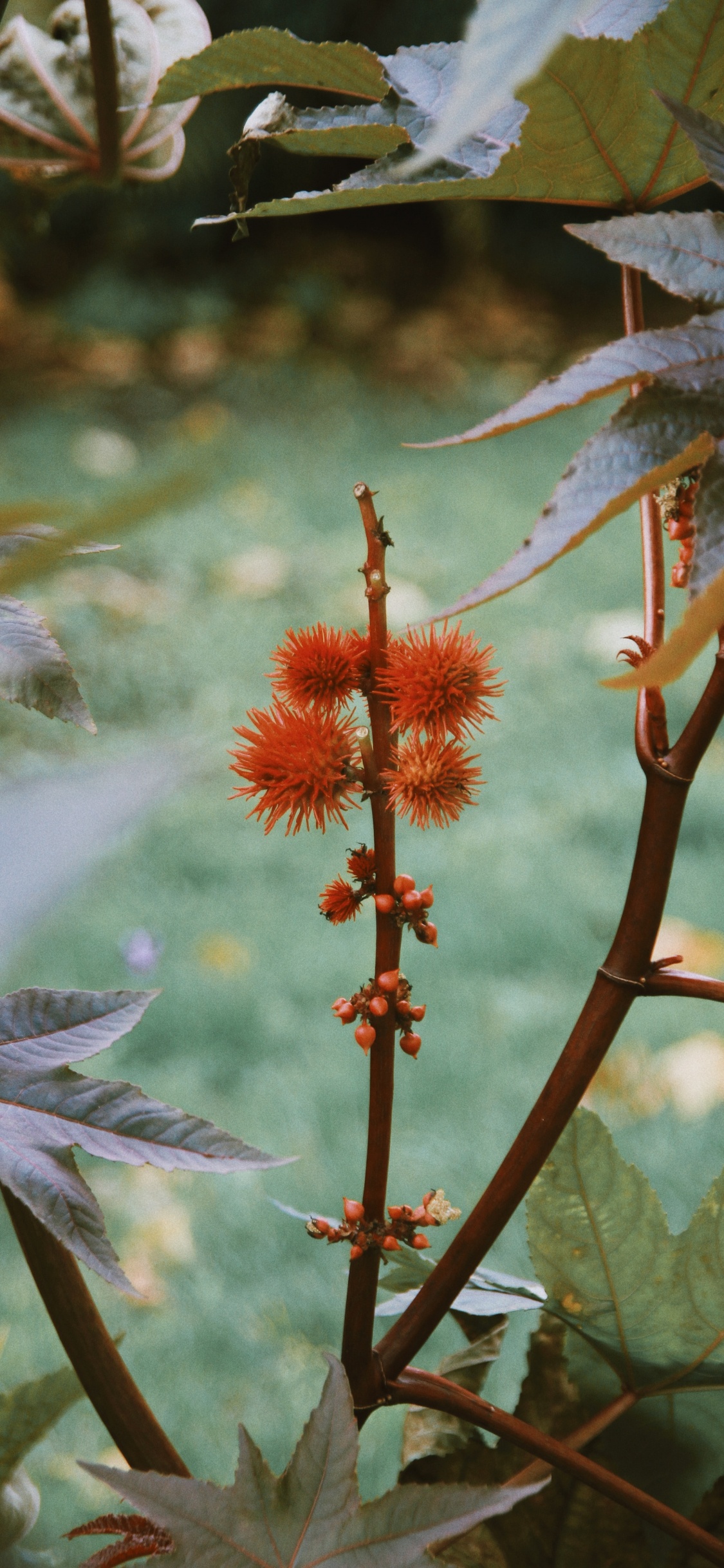 Vegetation, Flowering Plant, Plant Stem, Flower, Plant. Wallpaper in 1125x2436 Resolution