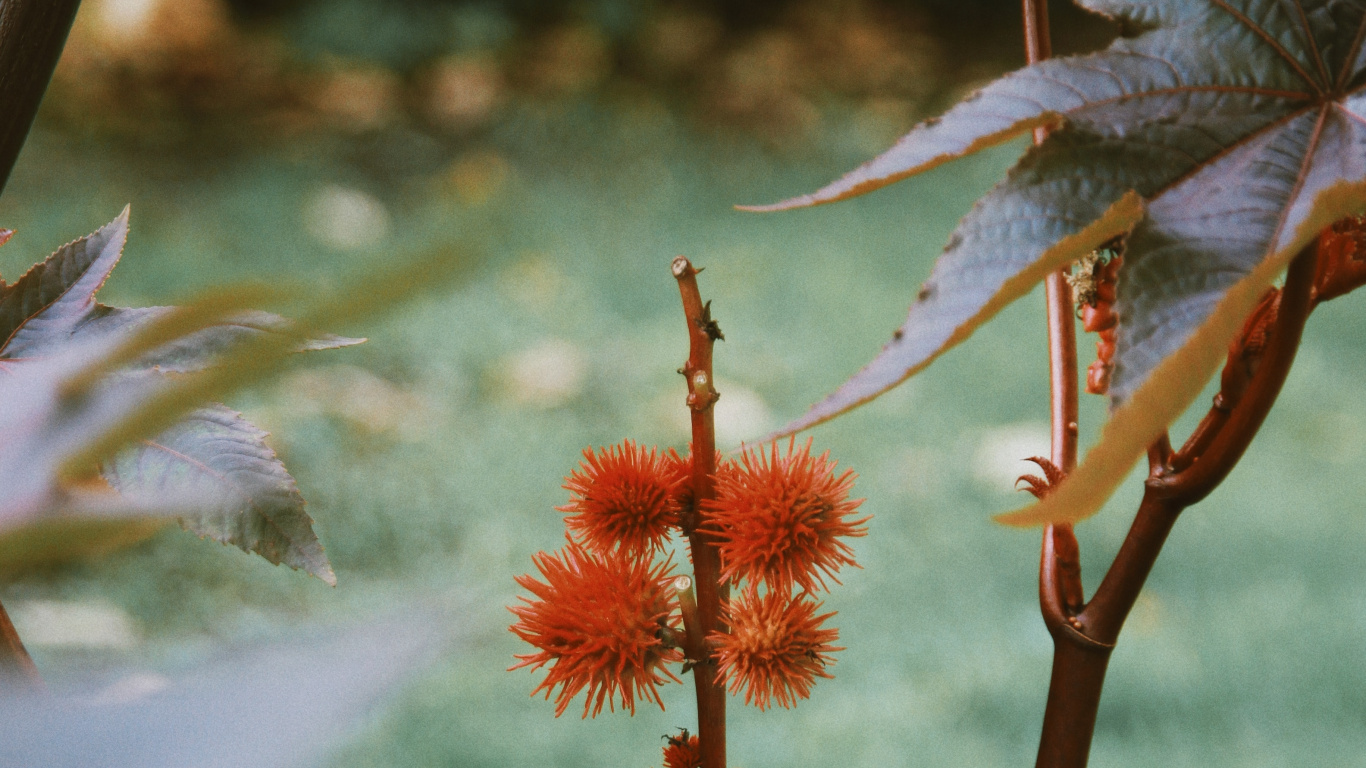 Vegetation, Flowering Plant, Plant Stem, Flower, Plant. Wallpaper in 1366x768 Resolution