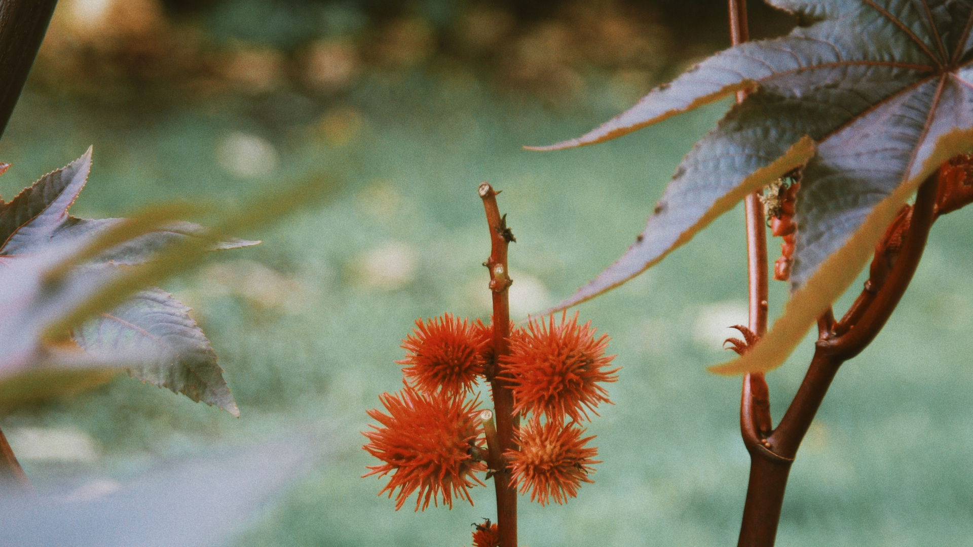 Vegetation, Flowering Plant, Plant Stem, Flower, Plant. Wallpaper in 1920x1080 Resolution