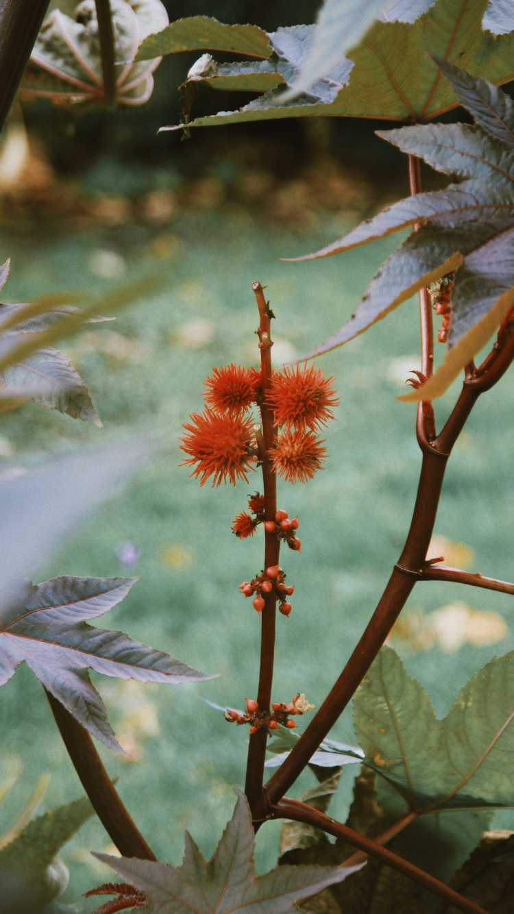 Vegetation, Flowering Plant, Plant Stem, Flower, Plant. Wallpaper in 750x1334 Resolution