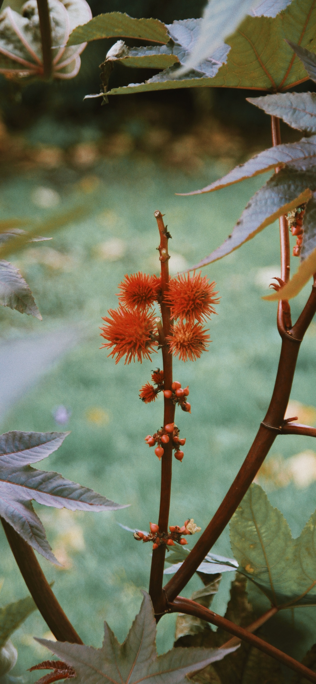 la Vegetación, la Floración de la Planta, Tallo de la Planta, la Botánica, Planta. Wallpaper in 1242x2688 Resolution