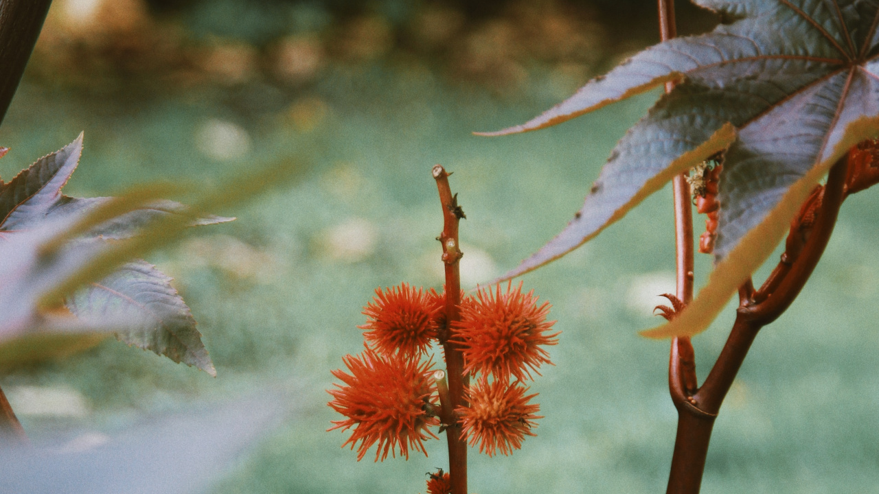 la Vegetación, la Floración de la Planta, Tallo de la Planta, la Botánica, Planta. Wallpaper in 1280x720 Resolution