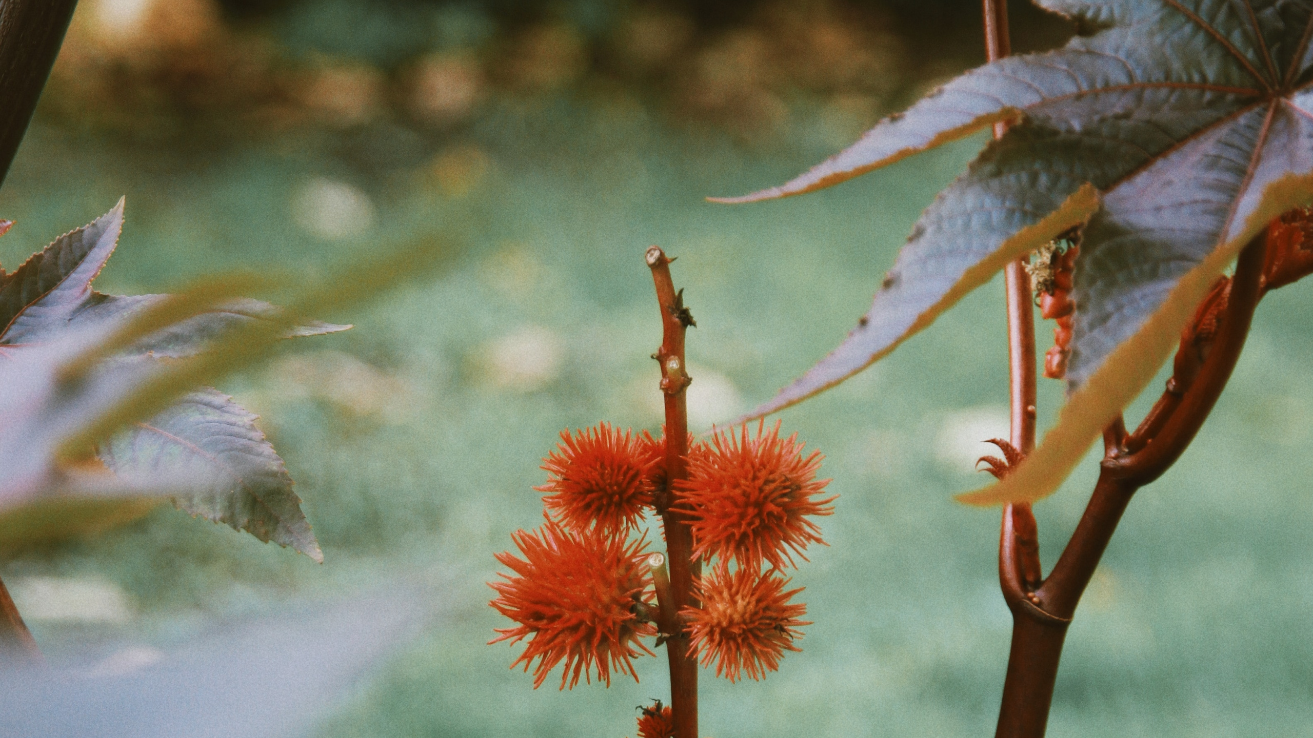 la Vegetación, la Floración de la Planta, Tallo de la Planta, la Botánica, Planta. Wallpaper in 2560x1440 Resolution