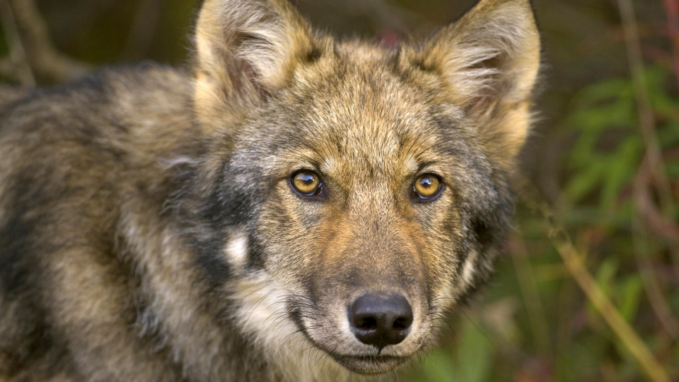 Loup Brun et Noir en Photographie Rapprochée. Wallpaper in 1366x768 Resolution