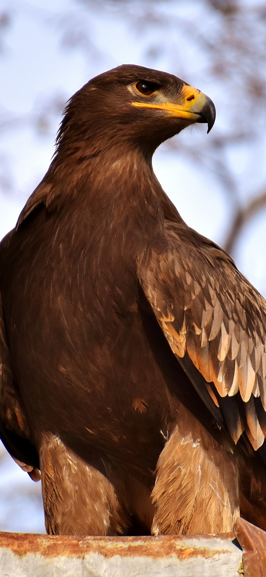 Aigle Brun Sur Une Branche D'arbre Brun Pendant la Journée. Wallpaper in 1125x2436 Resolution