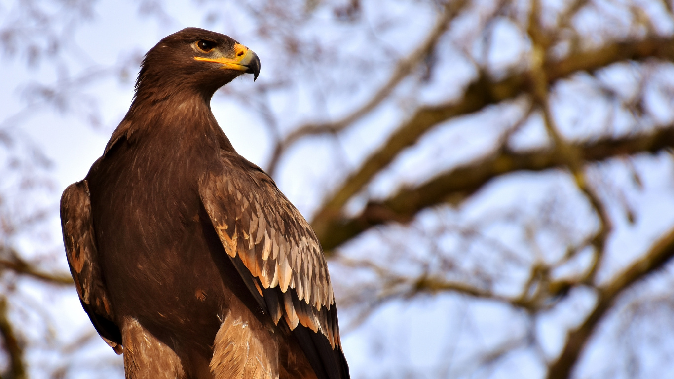Brown Eagle on Brown Tree Branch During Daytime. Wallpaper in 1366x768 Resolution