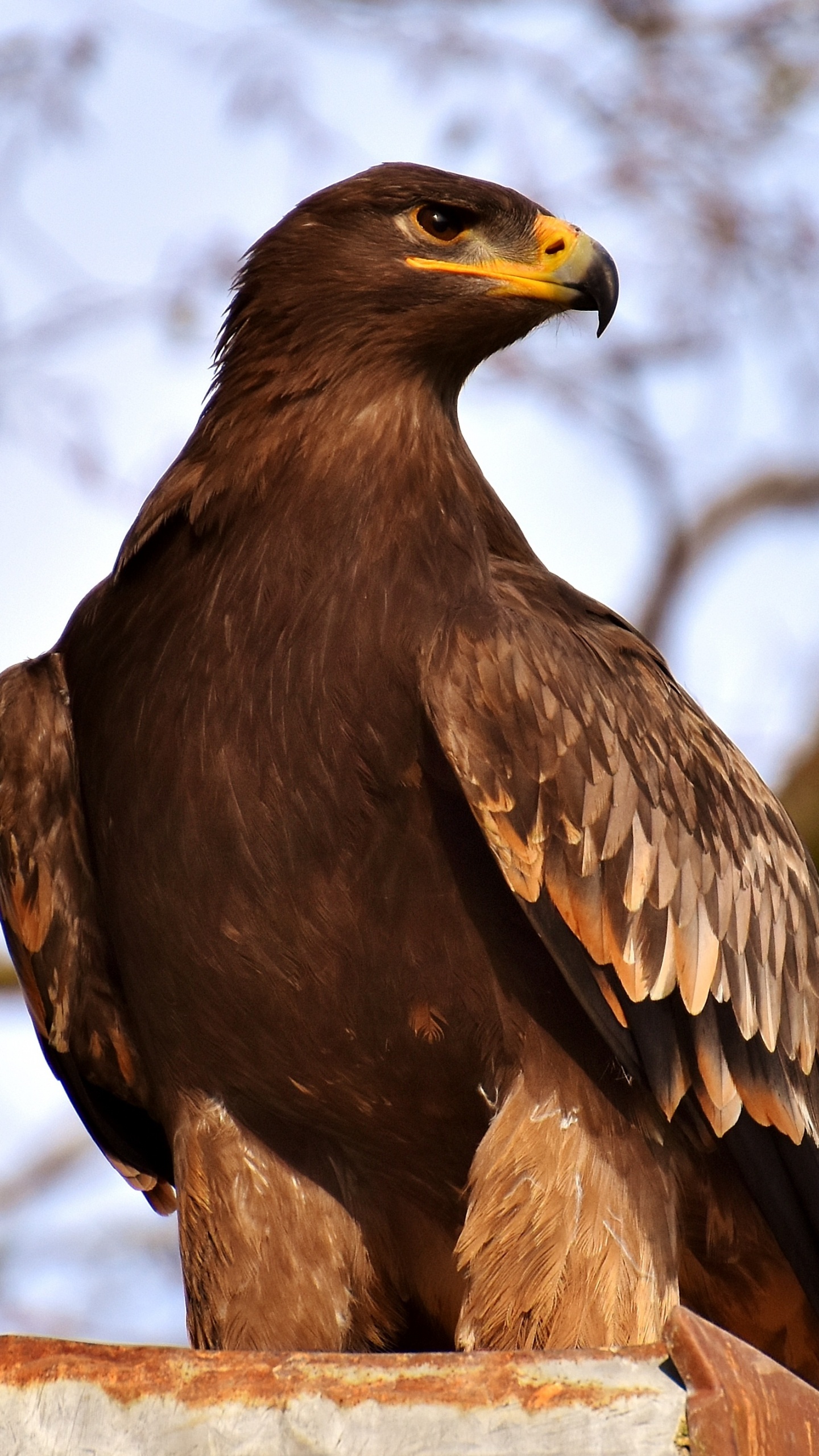 Brown Eagle on Brown Tree Branch During Daytime. Wallpaper in 1440x2560 Resolution