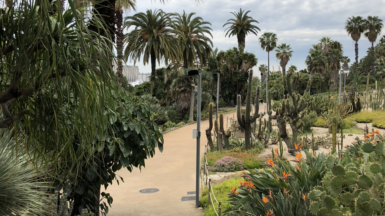 Vegetation, Palm Trees, Tree, Woody Plant, Garden. Wallpaper in 1280x720 Resolution