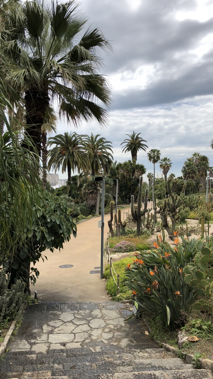 Vegetation, Palm Trees, Tree, Woody Plant, Garden. Wallpaper in 720x1280 Resolution