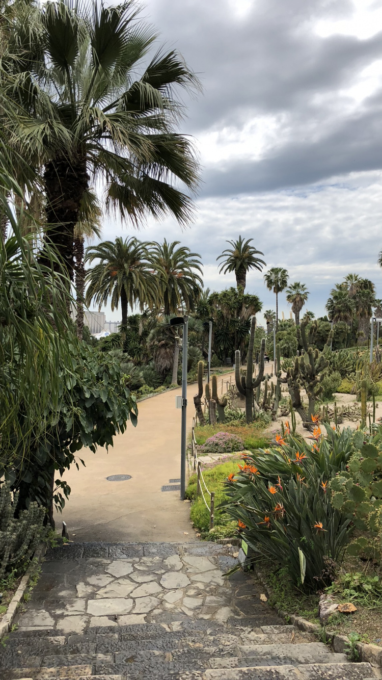 Vegetation, Palm Trees, Tree, Woody Plant, Garden. Wallpaper in 750x1334 Resolution