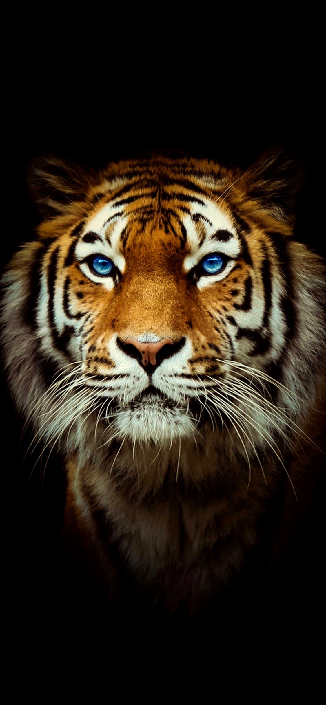 Bengal Tiger, Black Tiger, Sibirischer Tiger, Felidae, Carnivore. Wallpaper in 1125x2436 Resolution