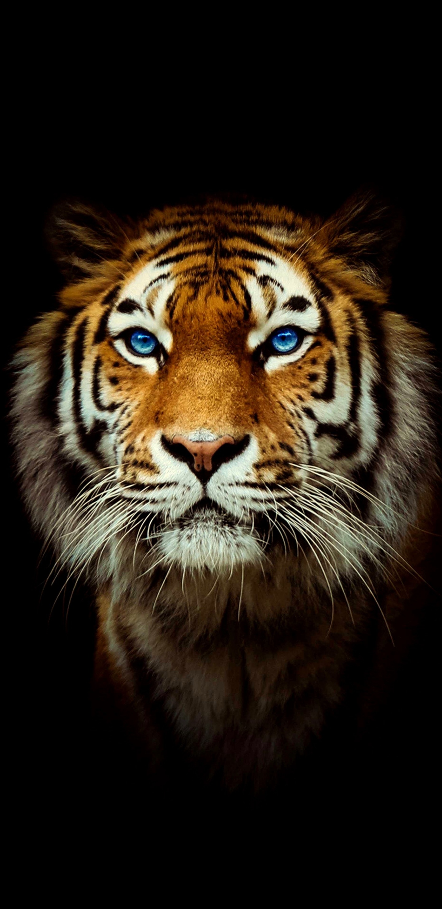 Tigre du Bengale, Tigre Noir, Tigre de Sibérie, Felidae, Carnivores. Wallpaper in 1440x2960 Resolution