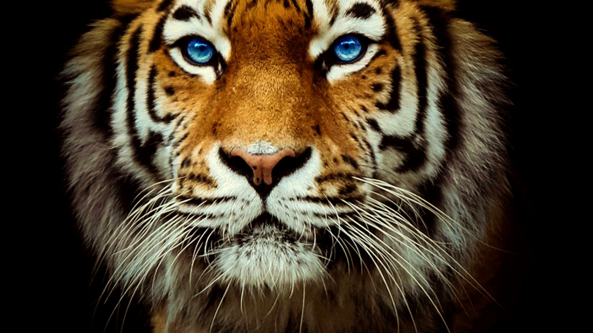 Tigre du Bengale, Tigre Noir, Tigre de Sibérie, Felidae, Carnivores. Wallpaper in 1920x1080 Resolution