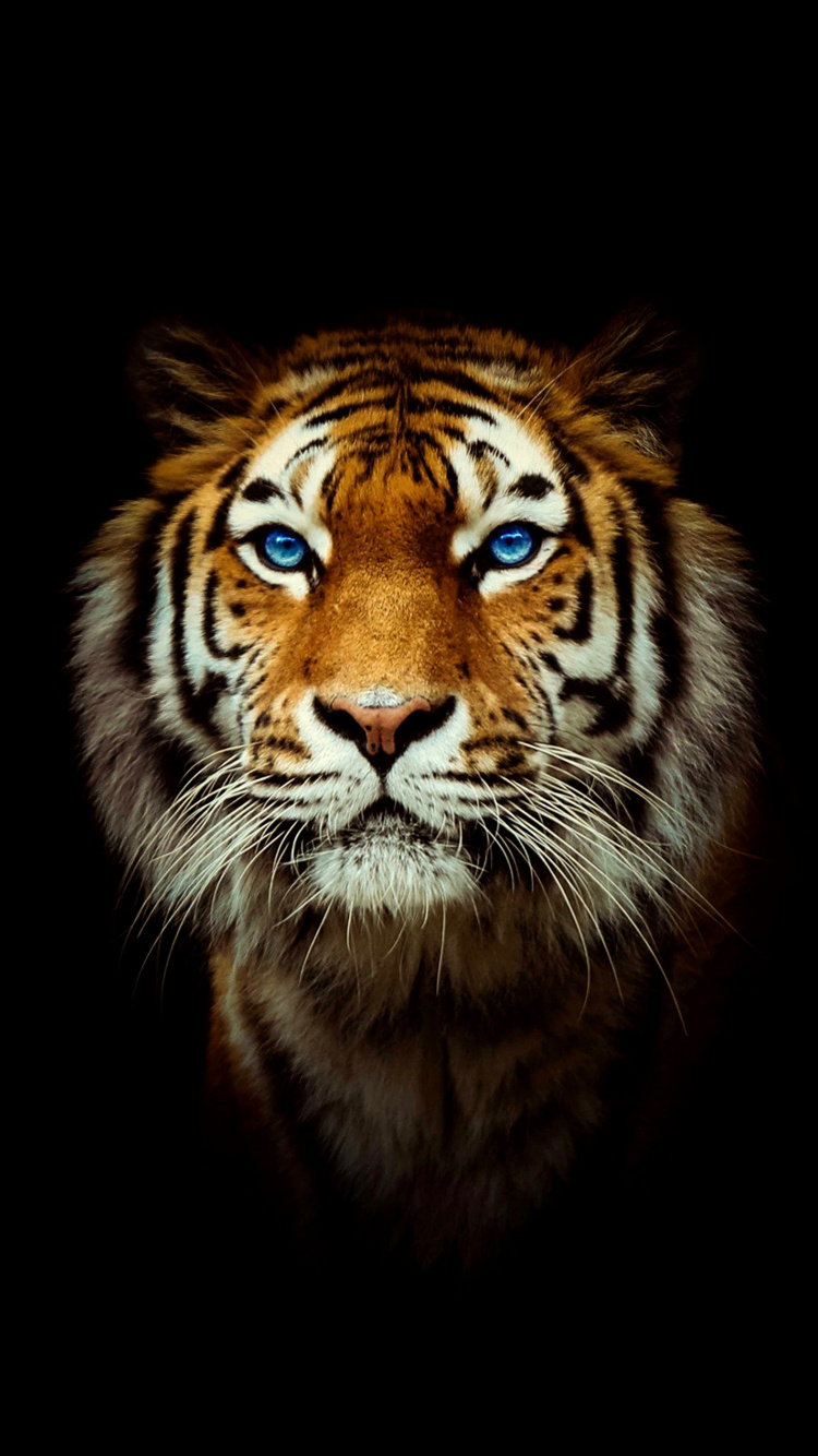 Tigre du Bengale, Tigre Noir, Tigre de Sibérie, Felidae, Carnivores. Wallpaper in 750x1334 Resolution