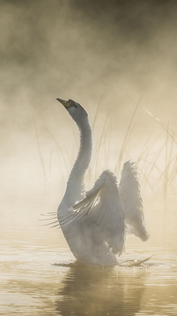 Cygne Blanc Sur L'eau Pendant la Journée. Wallpaper in 720x1280 Resolution