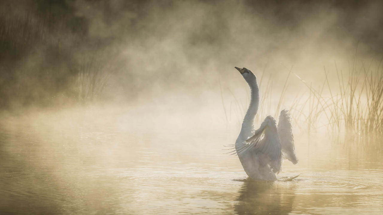 Cisne Blanco en el Agua Durante el Día. Wallpaper in 1280x720 Resolution