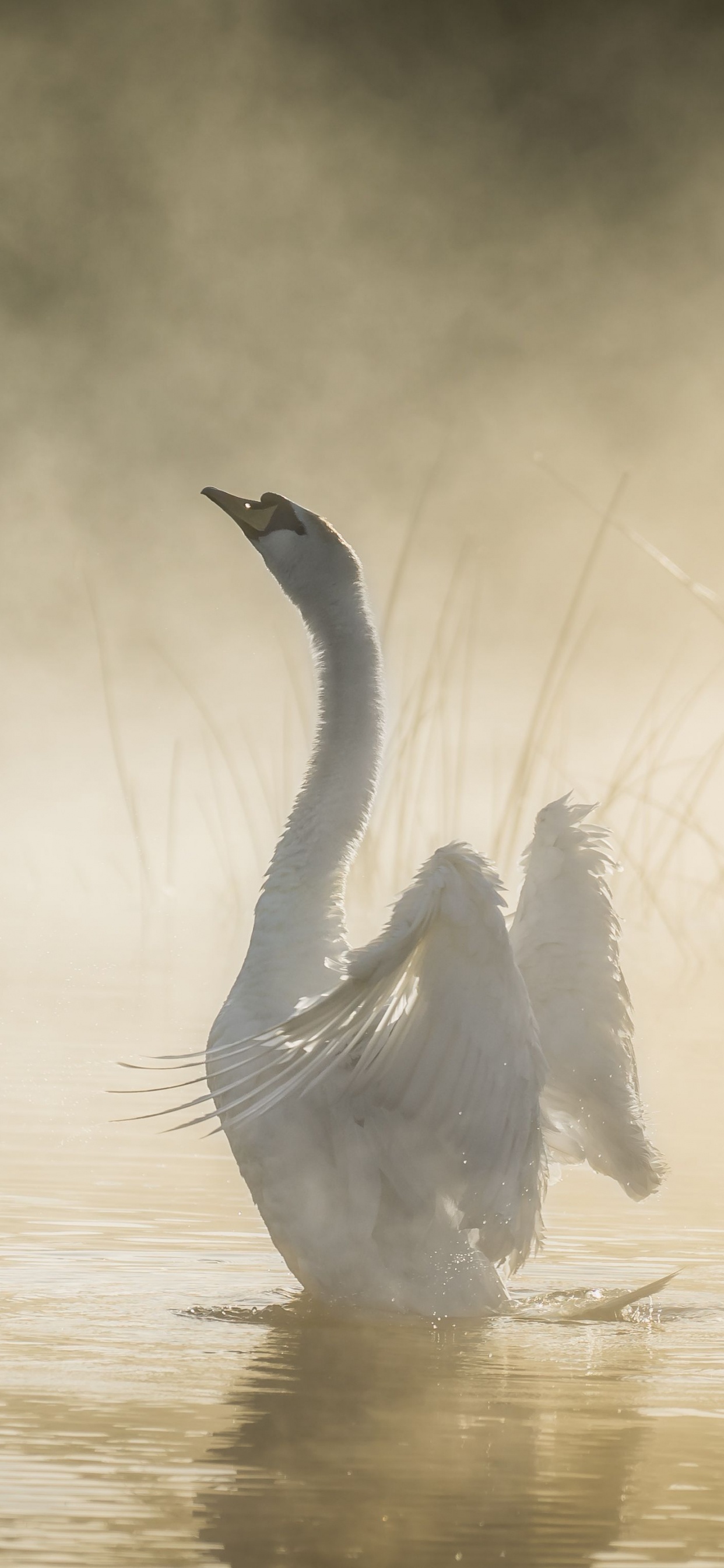 Weißer Schwan Auf Dem Wasser Tagsüber Water. Wallpaper in 1242x2688 Resolution