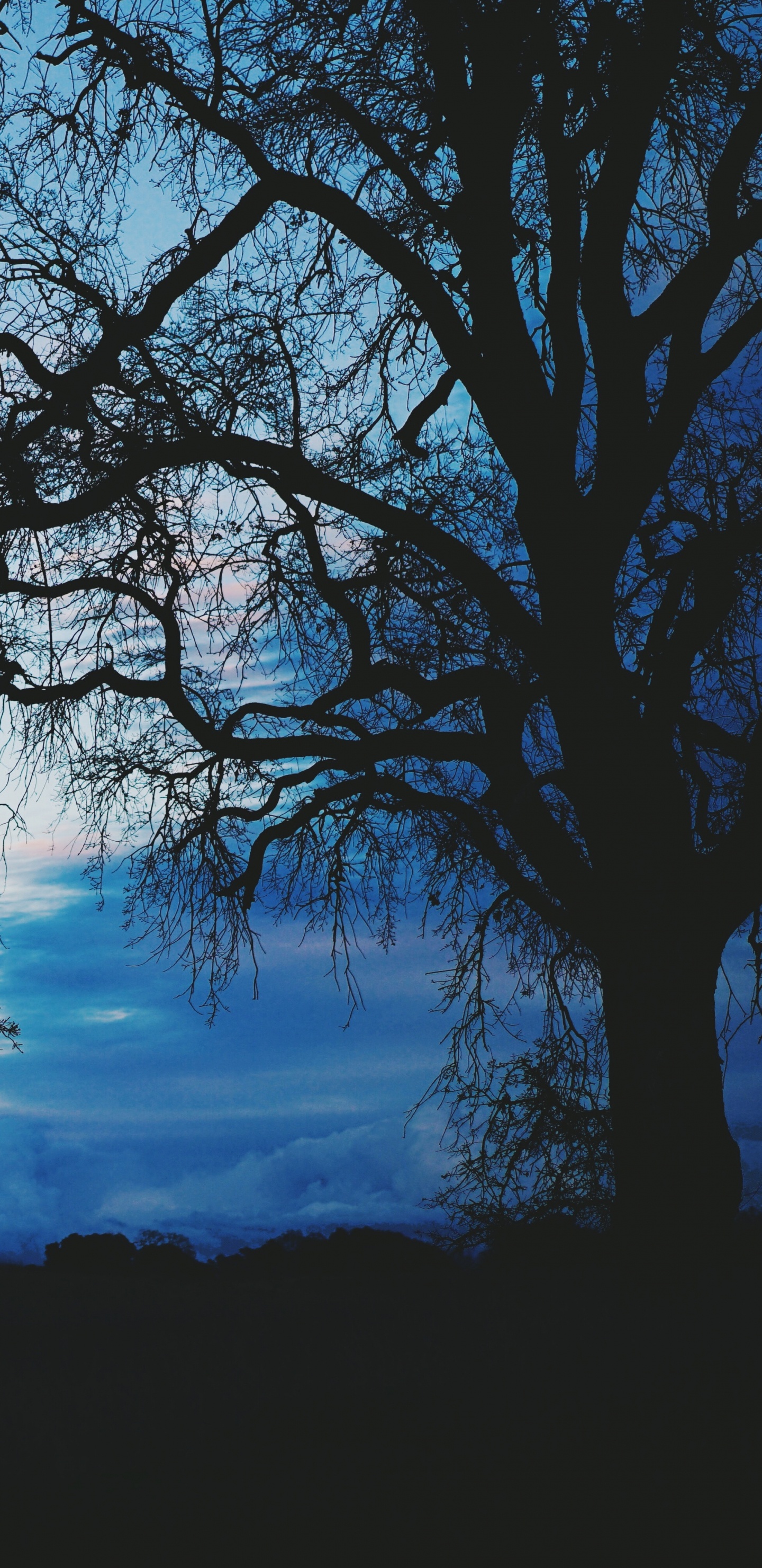 Blue, Tree, Nature, Natural Landscape, Cloud. Wallpaper in 1440x2960 Resolution