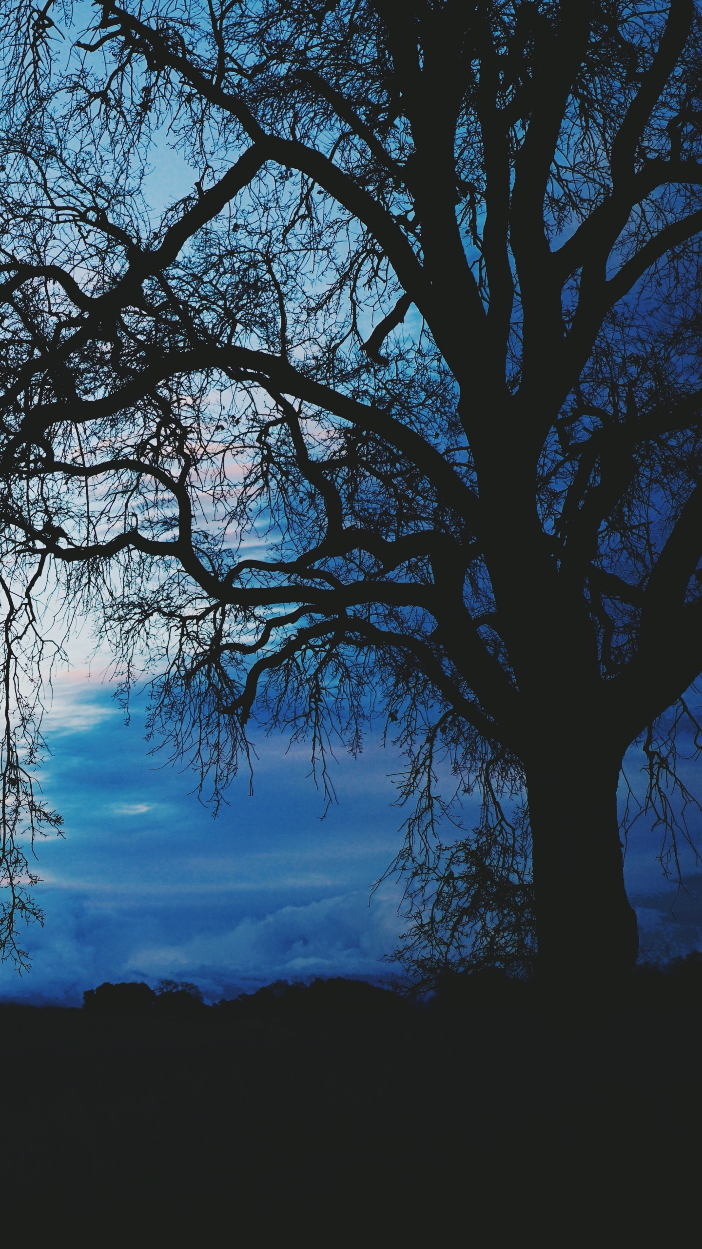 性质, 自然景观, 地平线, 早上, 剪影 壁纸 1440x2560 允许