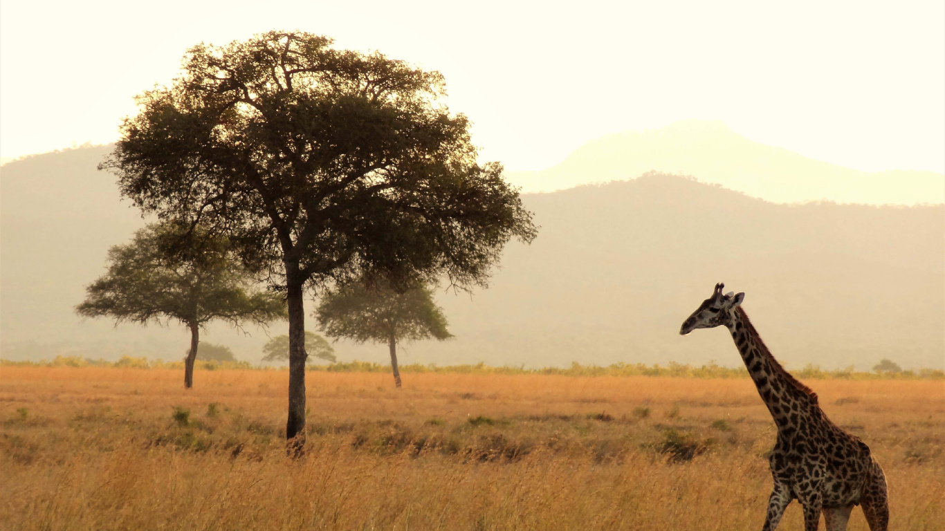 Giraffe Standing on Green Grass Field During Daytime. Wallpaper in 1366x768 Resolution