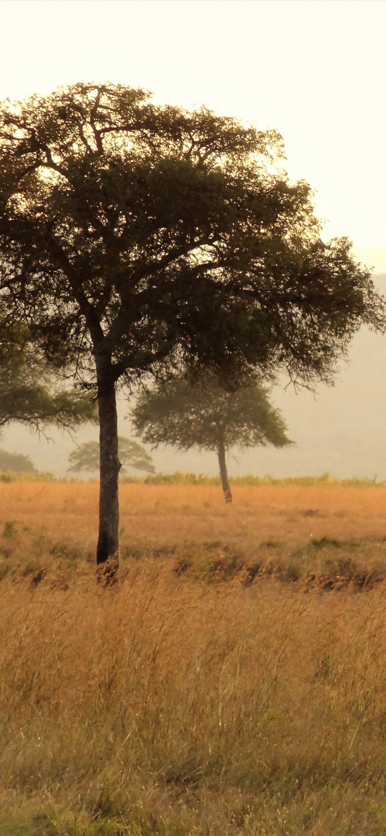 Girafe Debout Sur un Terrain D'herbe Verte Pendant la Journée. Wallpaper in 1242x2688 Resolution