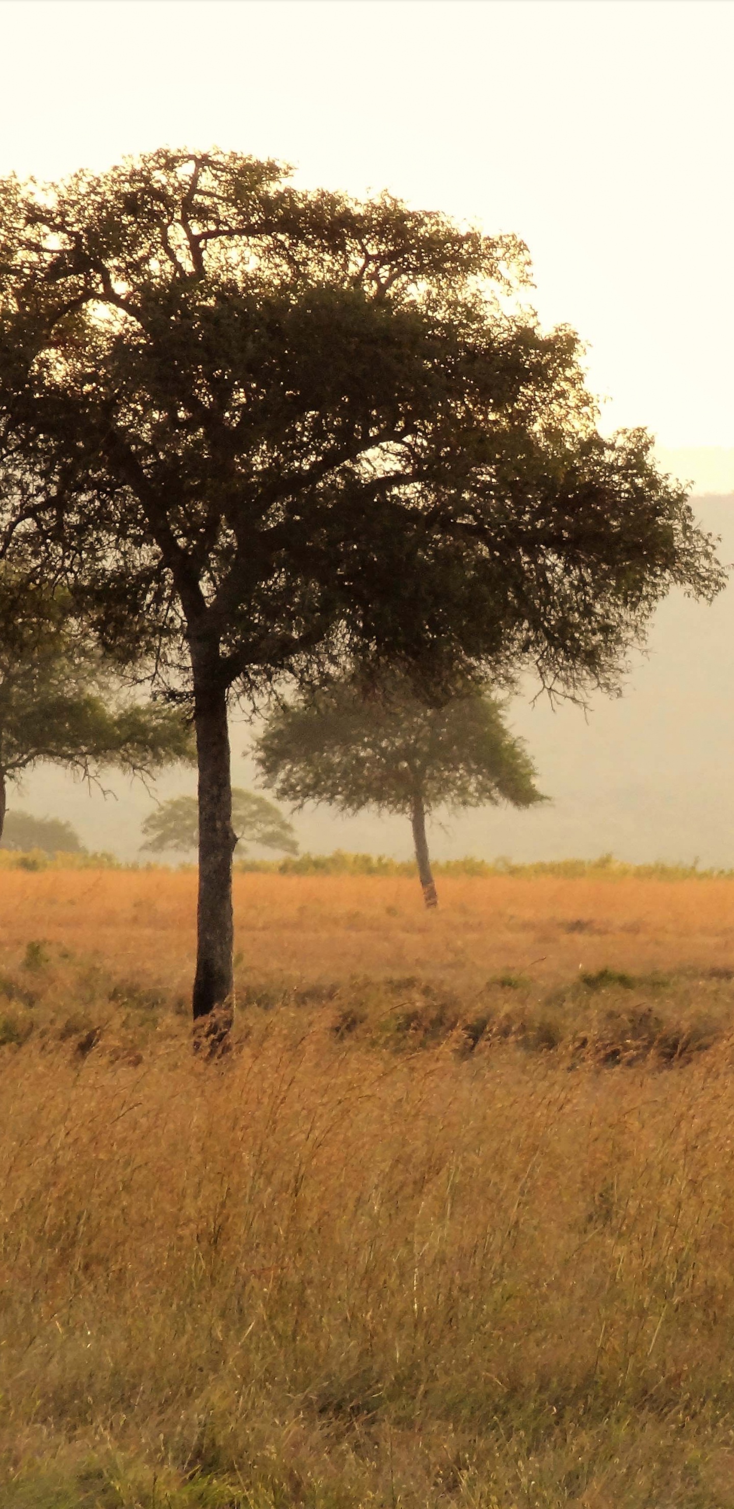Girafe Debout Sur un Terrain D'herbe Verte Pendant la Journée. Wallpaper in 1440x2960 Resolution
