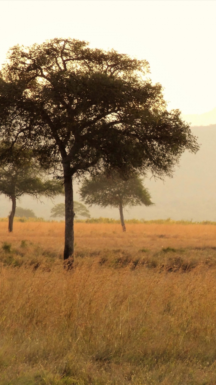 Girafe Debout Sur un Terrain D'herbe Verte Pendant la Journée. Wallpaper in 720x1280 Resolution