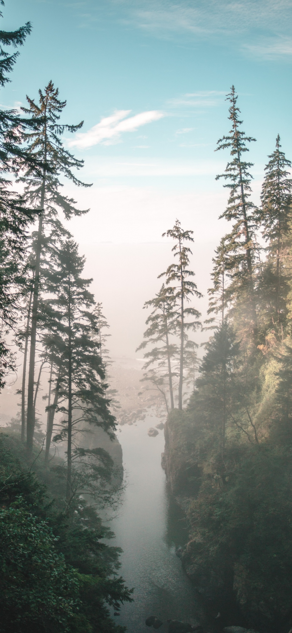 Tree, Nature, Forest, Natural Environment, Biome. Wallpaper in 1242x2688 Resolution