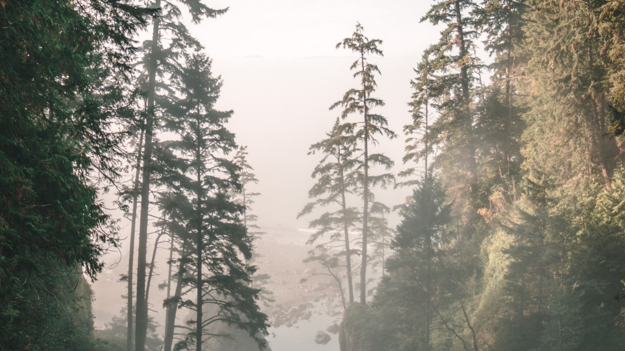 Tree, Nature, Forest, Natural Environment, Biome. Wallpaper in 1280x720 Resolution