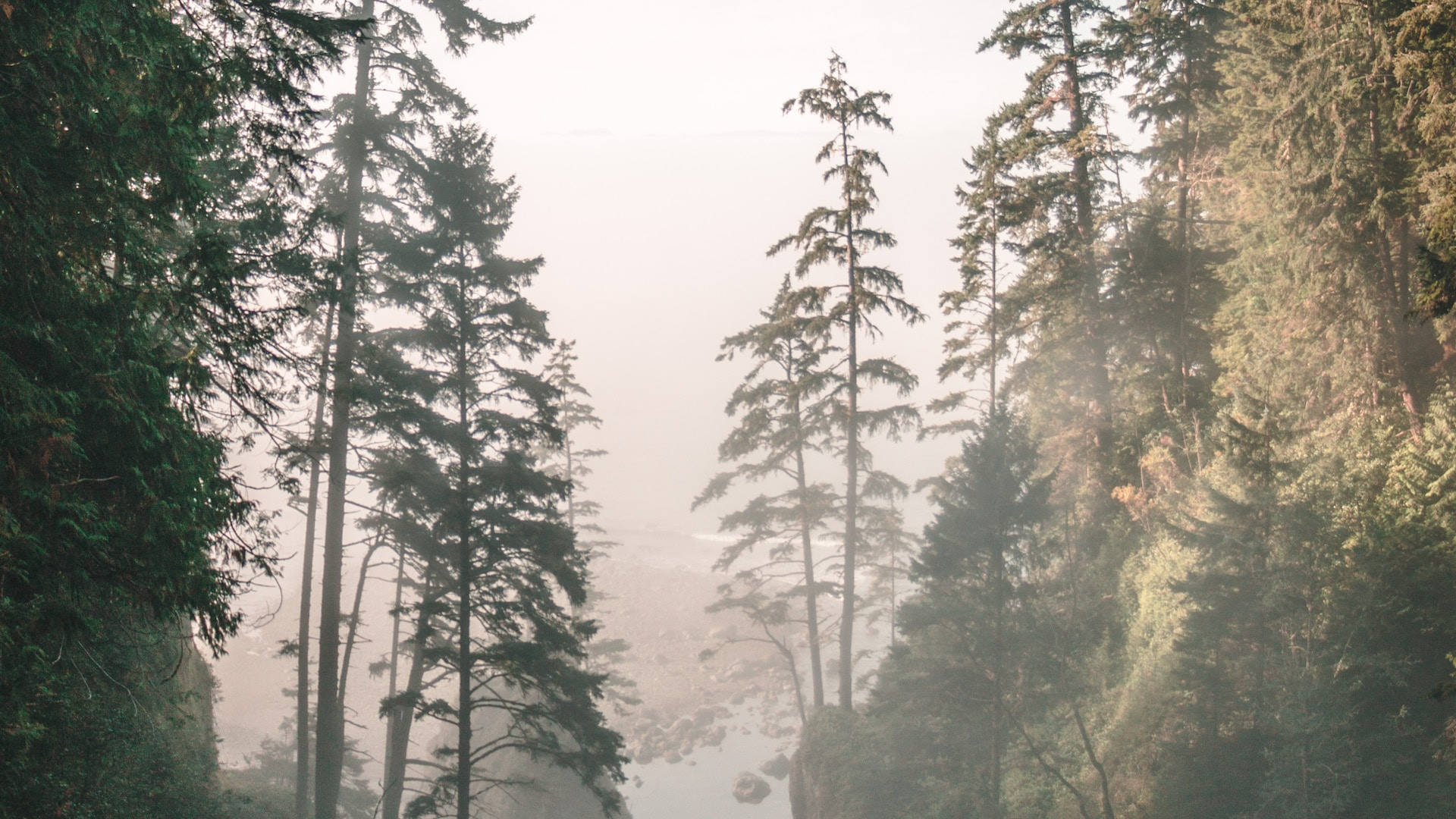 Tree, Nature, Forest, Natural Environment, Biome. Wallpaper in 1920x1080 Resolution